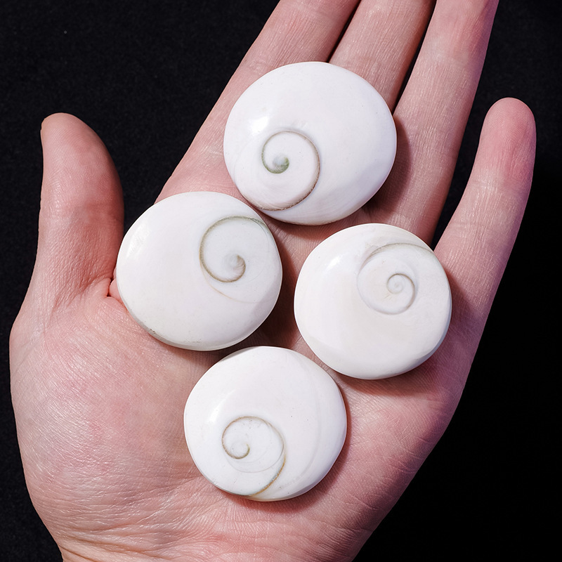 Natural sun shell marine shell fossil specimen round conch shell home decoration