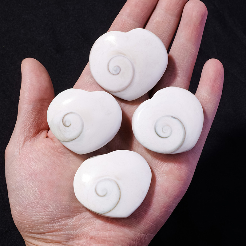 Natural sun shell marine shell fossil specimen round conch shell home decoration