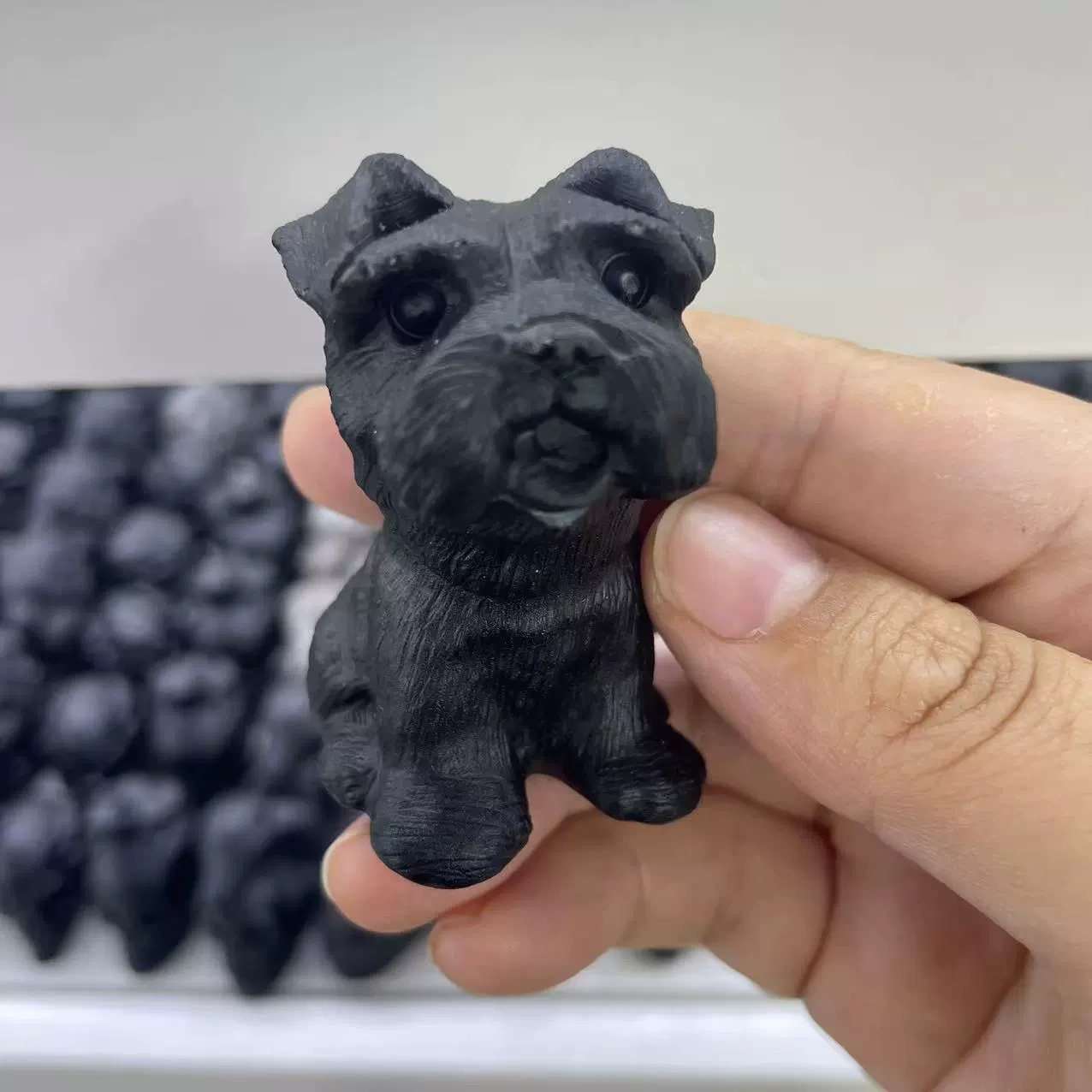 Obsidian Matte Teddy Schnauzer Puppy
