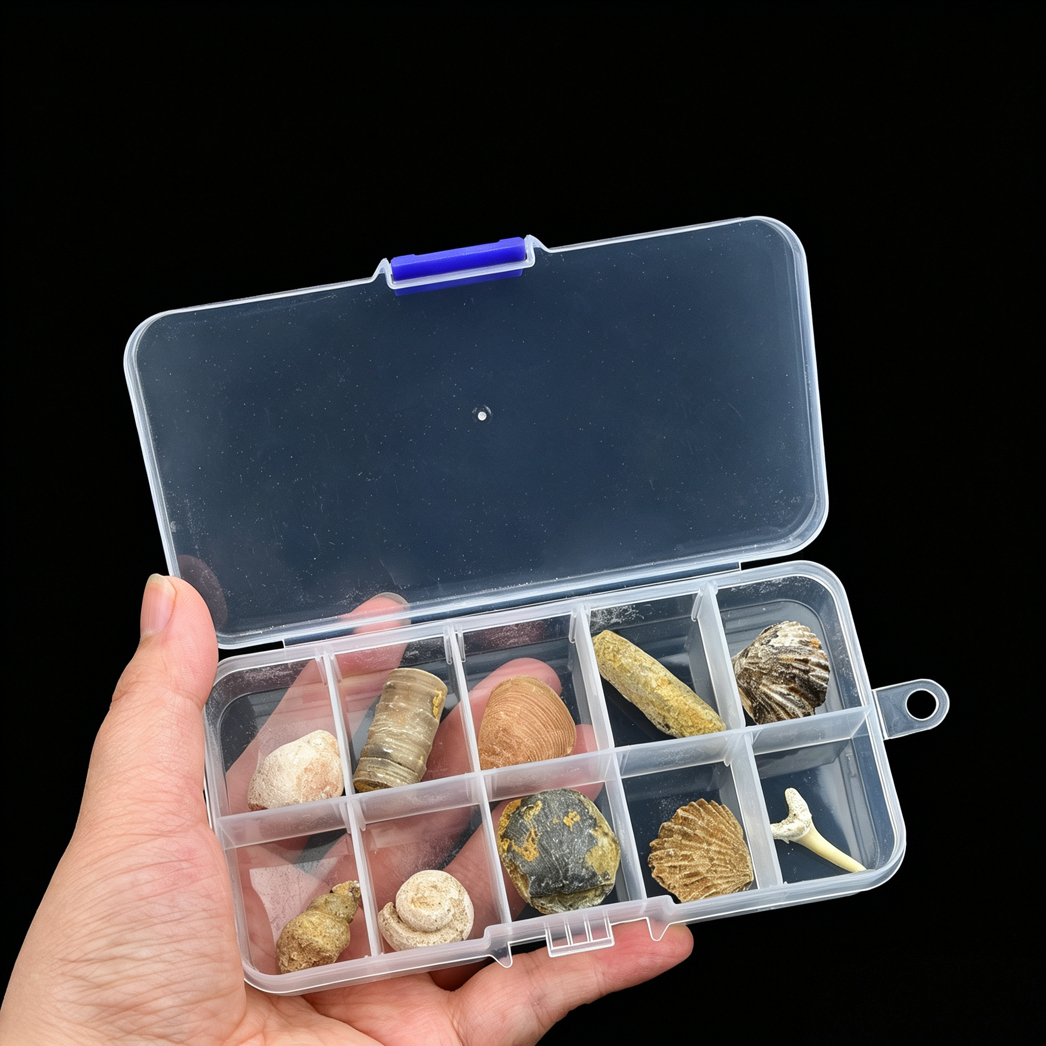 10 Types of Natural Fossil Specimens Box
