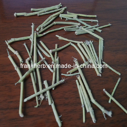 Natural Ephedra Herb Powder new stocks