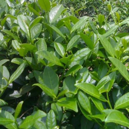 Organic Instant Oolong Tea Powder for Drinking, Ice Cream and Bakery  (Food and Drink Grade)