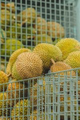 貓山霸王 馬來西亞冷凍 黑刺榴蓮（急凍-18°C） 10kg