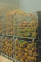 貓山霸王 馬來西亞冷凍 黑刺榴蓮（急凍-18°C） 10kg