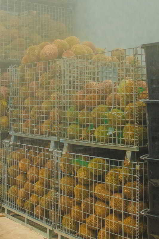 貓山霸王 馬來西亞冷凍 黑刺榴蓮（急凍-18°C） 10kg