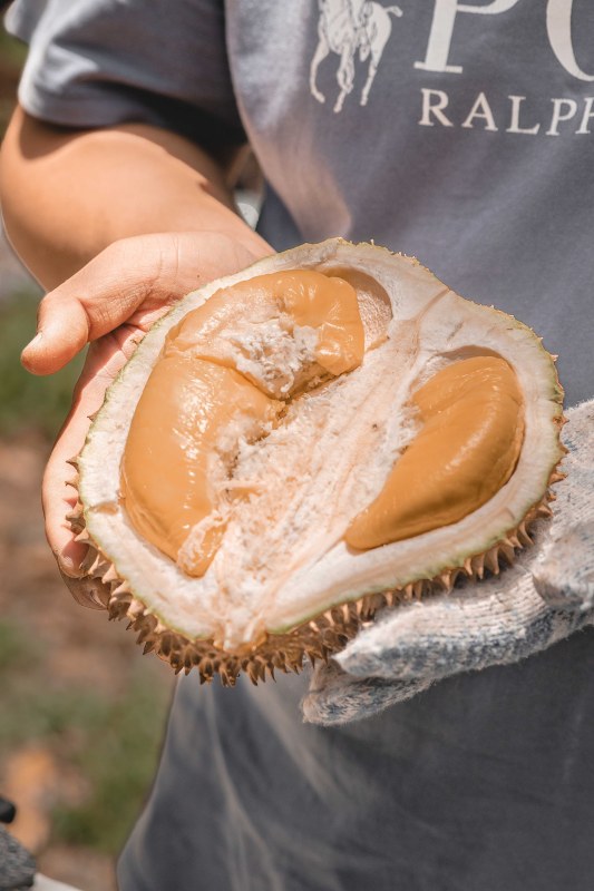 貓山霸王 D200馬來西亞 黑刺榴蓮鮮果(冰鮮0-4°C)