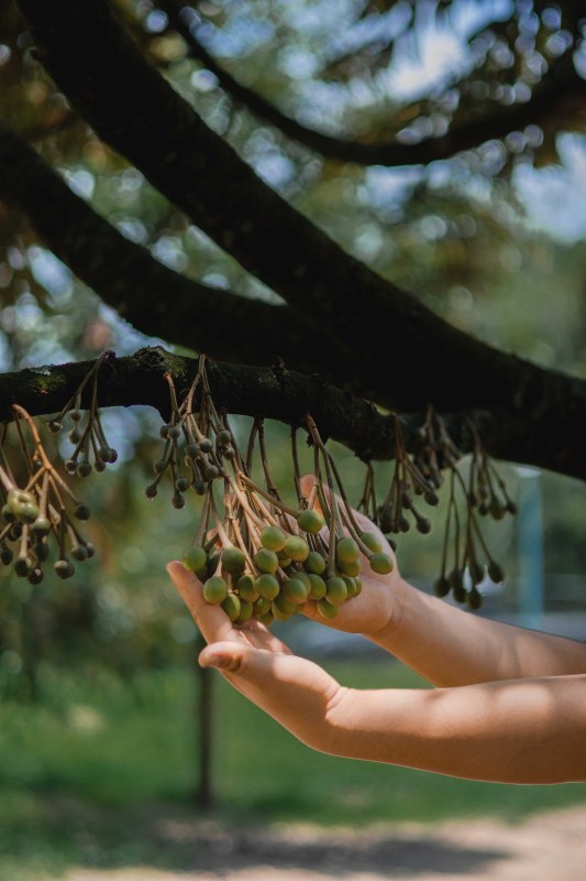 貓山霸王 D200馬來西亞 黑刺榴蓮鮮果(冰鮮0-4°C)