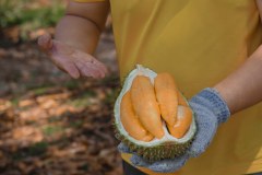 貓山霸王 D200馬來西亞 黑刺榴蓮鮮果(冰鮮0-4°C)