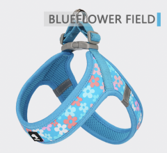 BLUEFLOWER FIELD