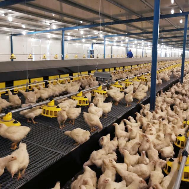 Chicken house design Poultry farm house steel structure construction building