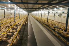 Chicken house design Poultry farm house steel structure construction building