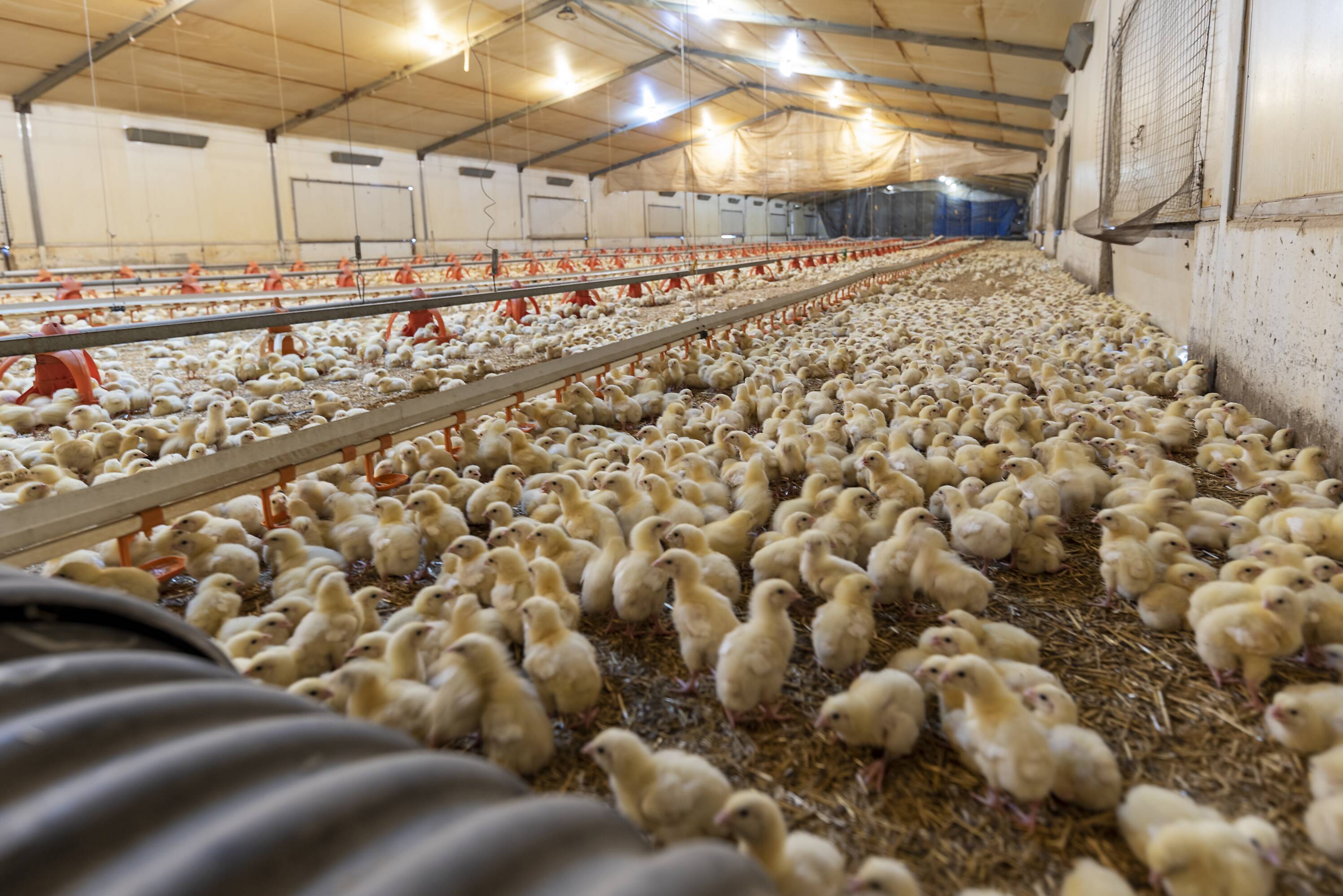 Chicken house design Poultry farm house steel structure construction building