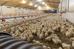 Chicken house design Poultry farm house steel structure construction building