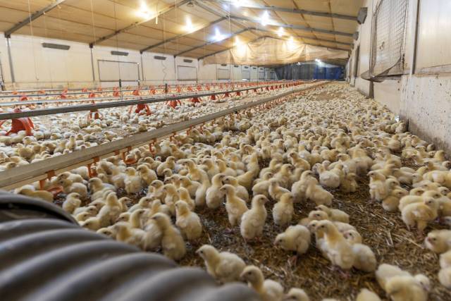 Chicken house design Poultry farm house steel structure construction building