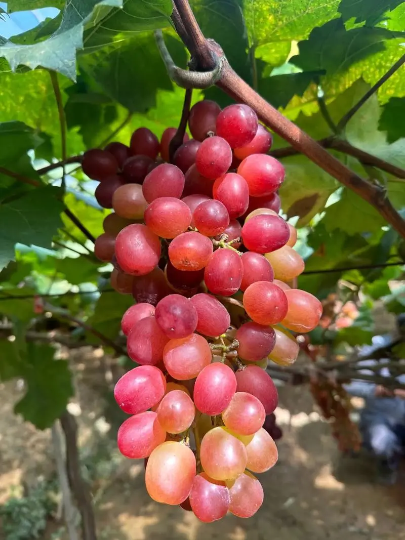 Grapes