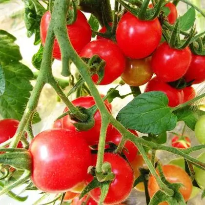Cherry tomatoes