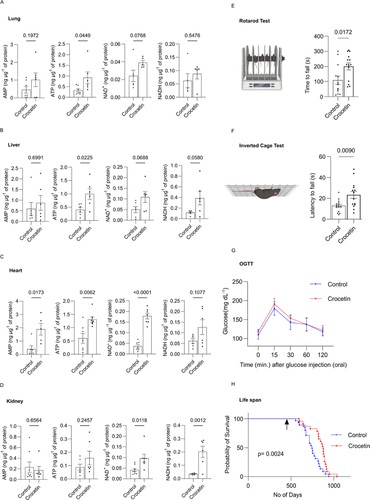 Crocin upregulated the energy levels of other important organs of the body and increased the median lifespan of male mice
