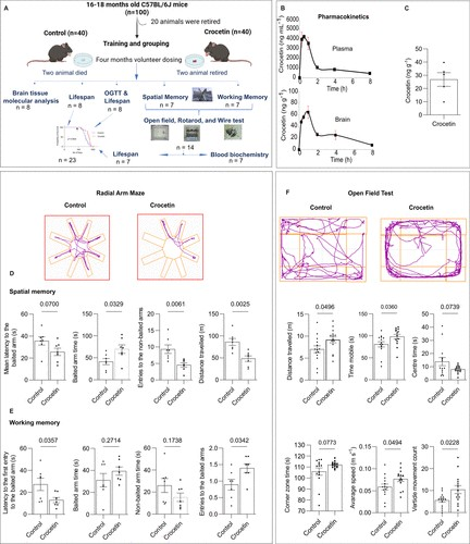 Elderly mice showed significant improvement in brain function after long-term treatment with crocin for 4 months