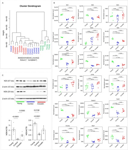 Crocin treatment changed the hippocampal gene profile of old mice to make it closer to that of untreated young mice