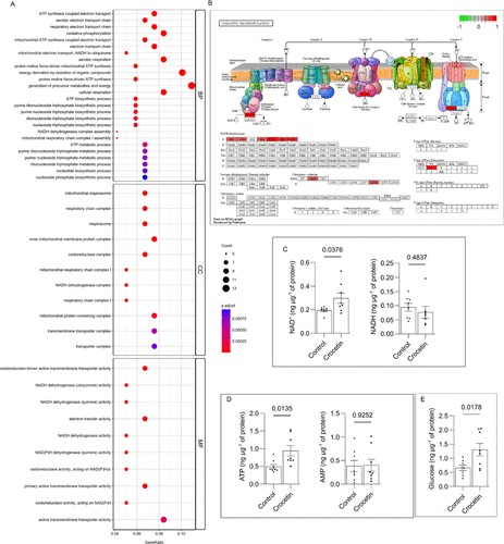 Effect of crocin on the electron transport chain in brain cells of aged mice