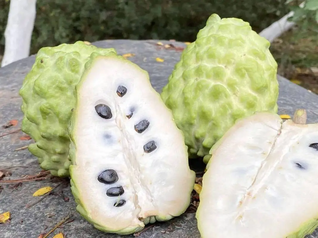 sugar apple