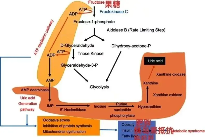 Mechanism of high fructose increasing chronic diseases