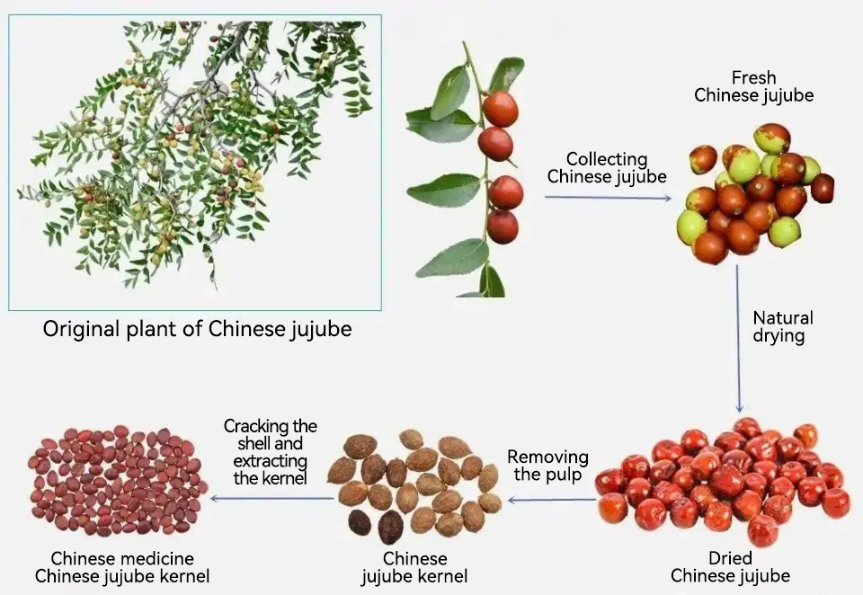 Production process of sour jujube kernel