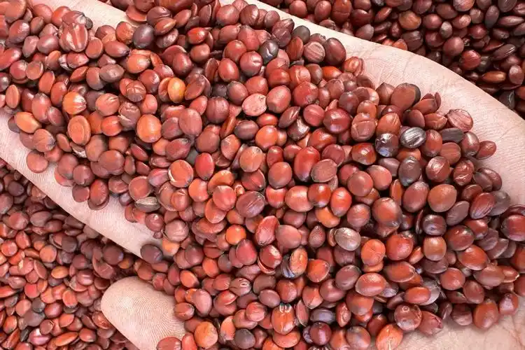 Ziziphus jujuba seeds