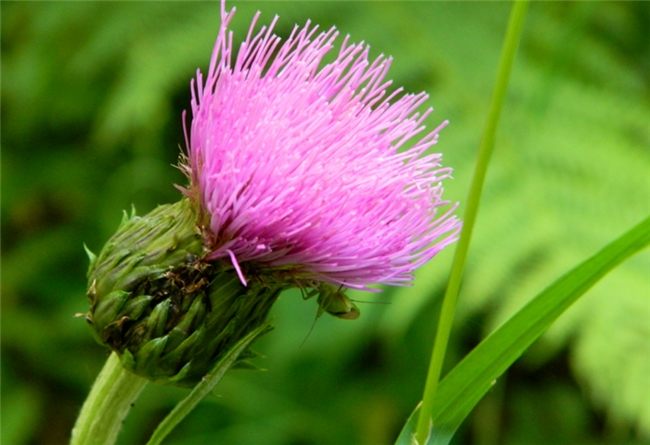 Milk thistle