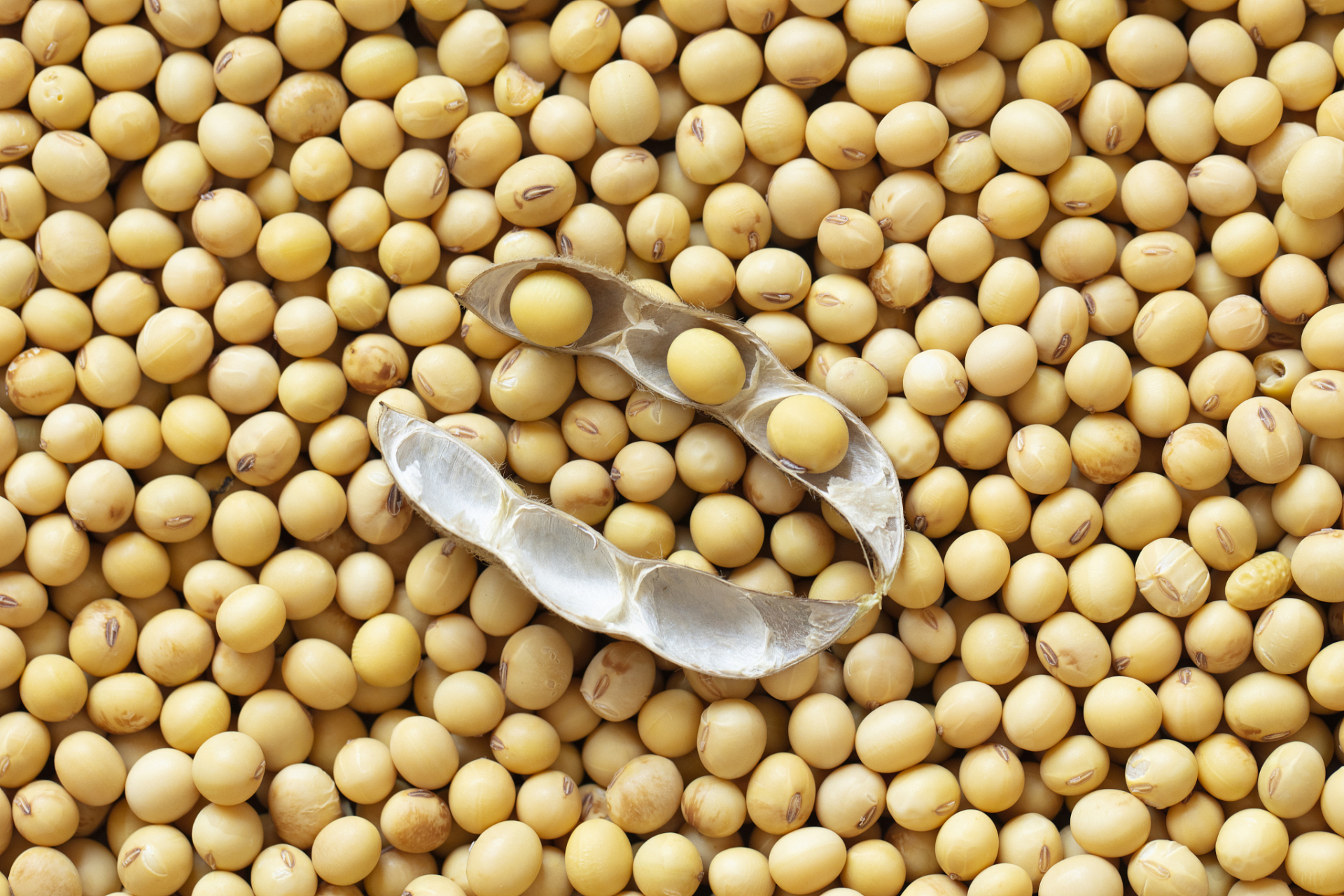 soybean