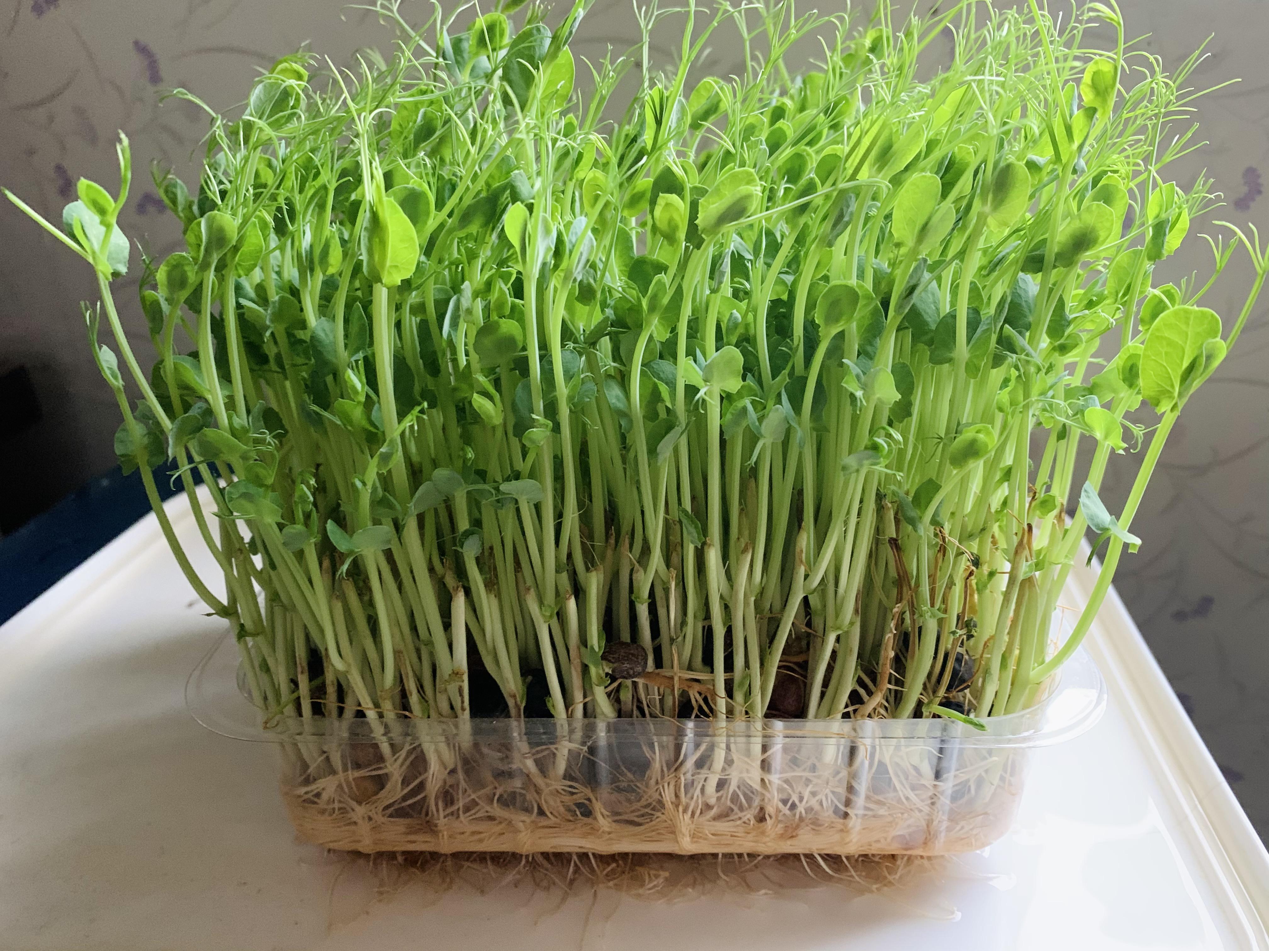 Pea seedlings