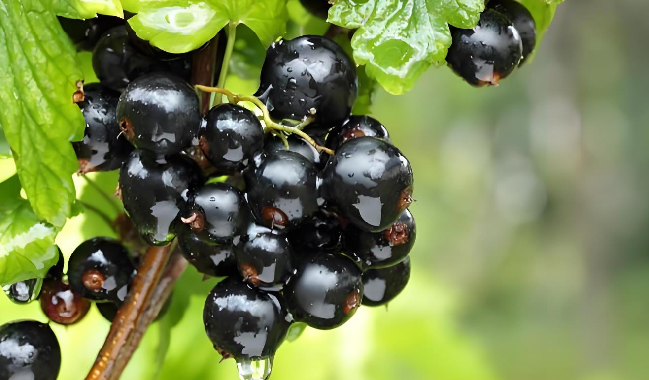 Blackcurrant