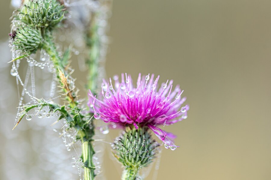 Milk Thistle Extract (Silymarin 30%-90% 80% HPLC/UV) | Silybin A+B 50%-90% | EU/US Compliant | Manufacturer Direct