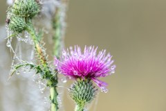 Milk Thistle Extract (Silymarin 30%-90% 80% HPLC/UV) | Silybin A+B 50%-90% | EU/US Compliant | Manufacturer Direct