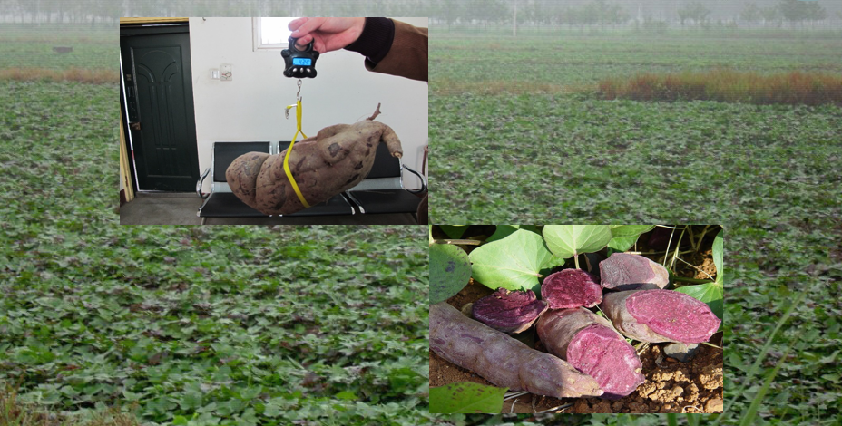 Purple Sweet Potato Juice Concentrate E12 to E100+