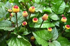 Acmella Oleracea Extract 10:1
