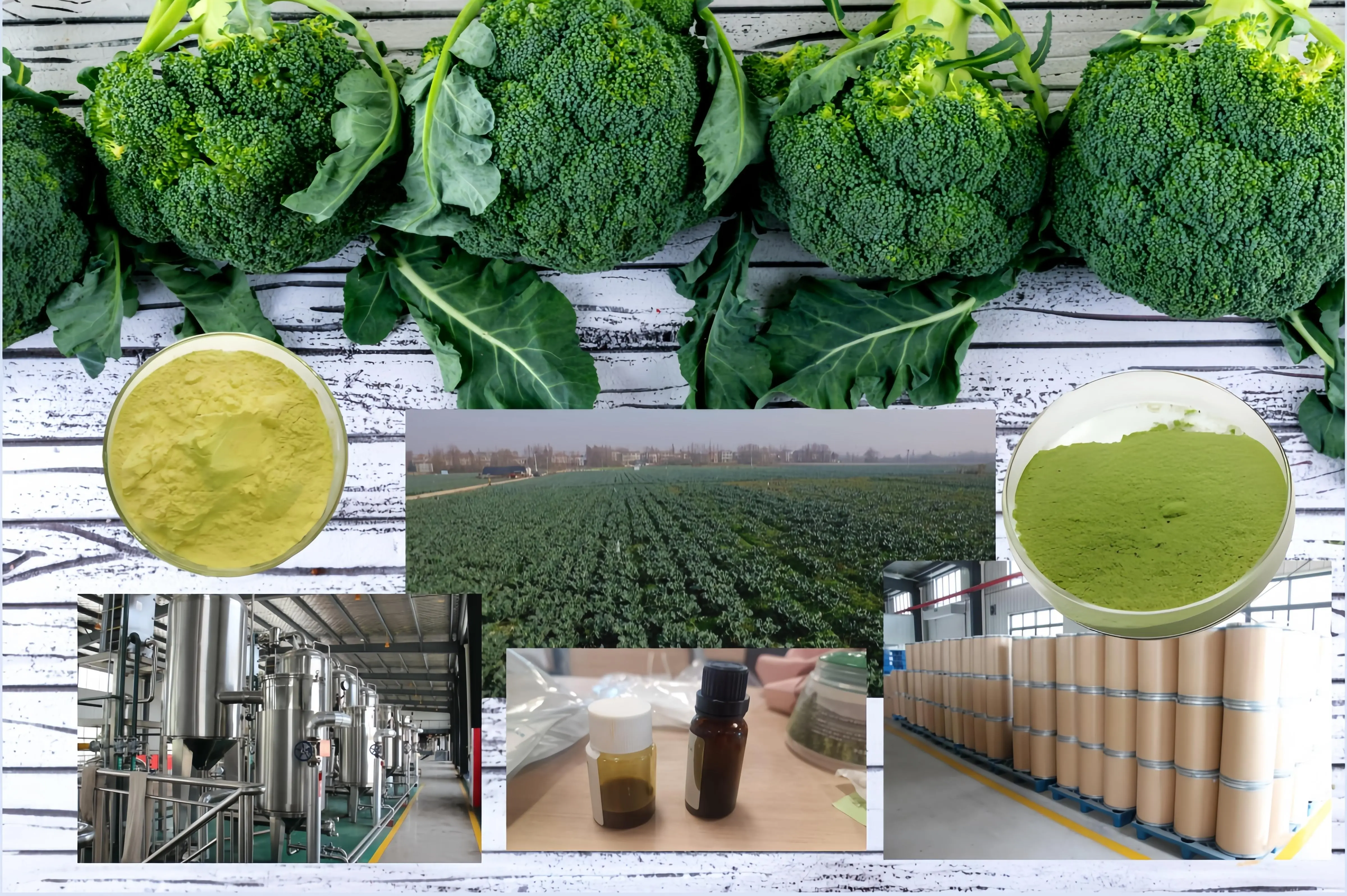 Stabilized Broccoli Extract Powder Bulk