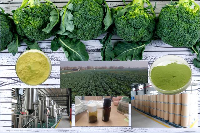Sulforaphane 0.1% - 98% & Glucoraphanin 0.1% -15% Compound Glucoraphanin 10% With Moringa Myrosinase Enzeme Liposomals CO-Loading Liposomals Brassica Oleracea Italica Sprout Seeds Extract Powder Sulforaphane Oil Best Price Broccoli Extract High Quality