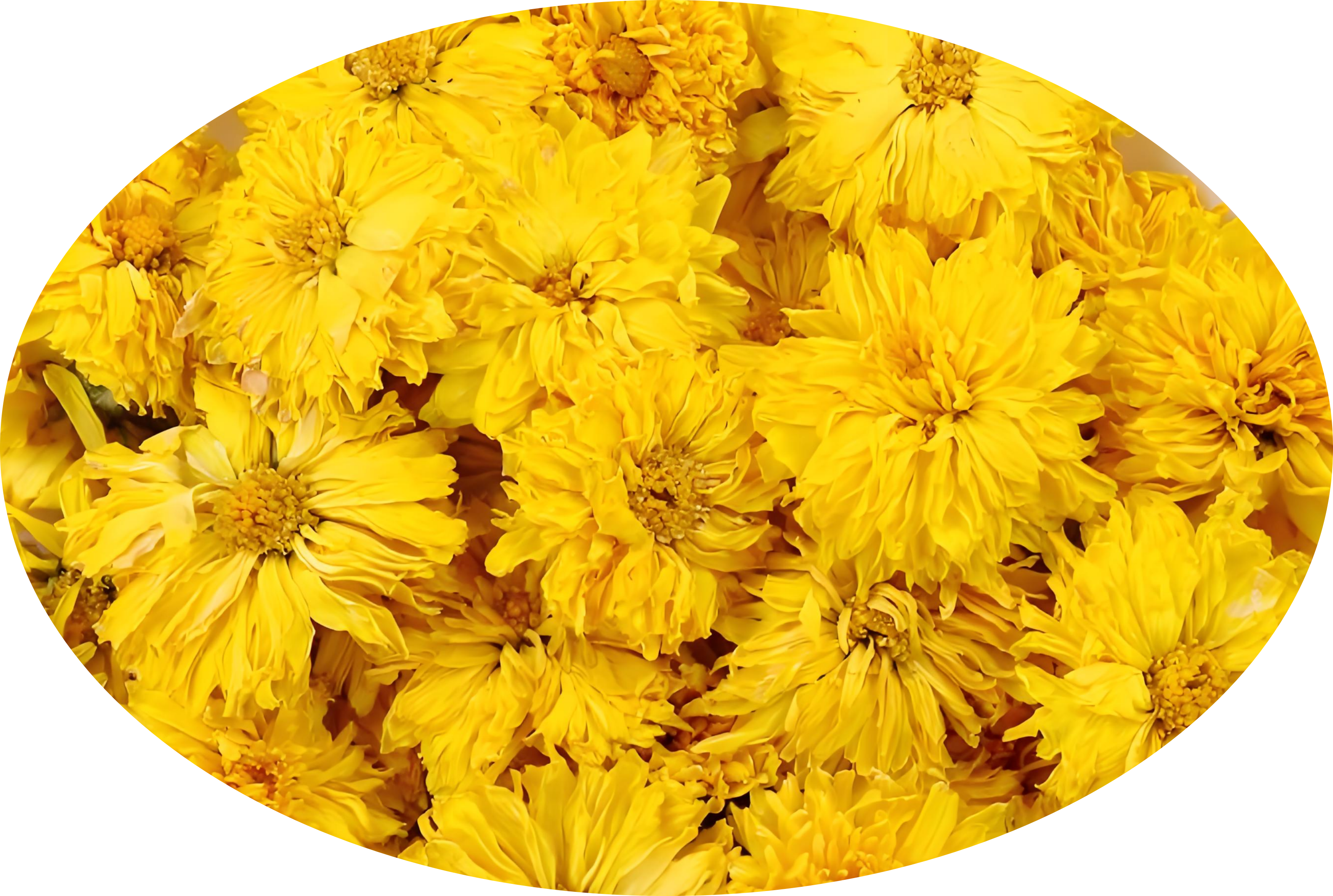 Chrysanthemum Petals Tea Dried Whole Powder