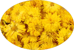 Chrysanthemum Petals Tea Dried Whole Powder