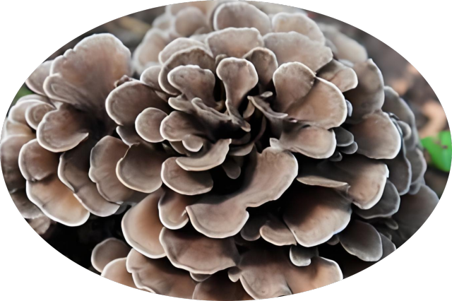 Grifola frondosa (Maitake Mushroom) Slices Powder Whole Grifola frondosa