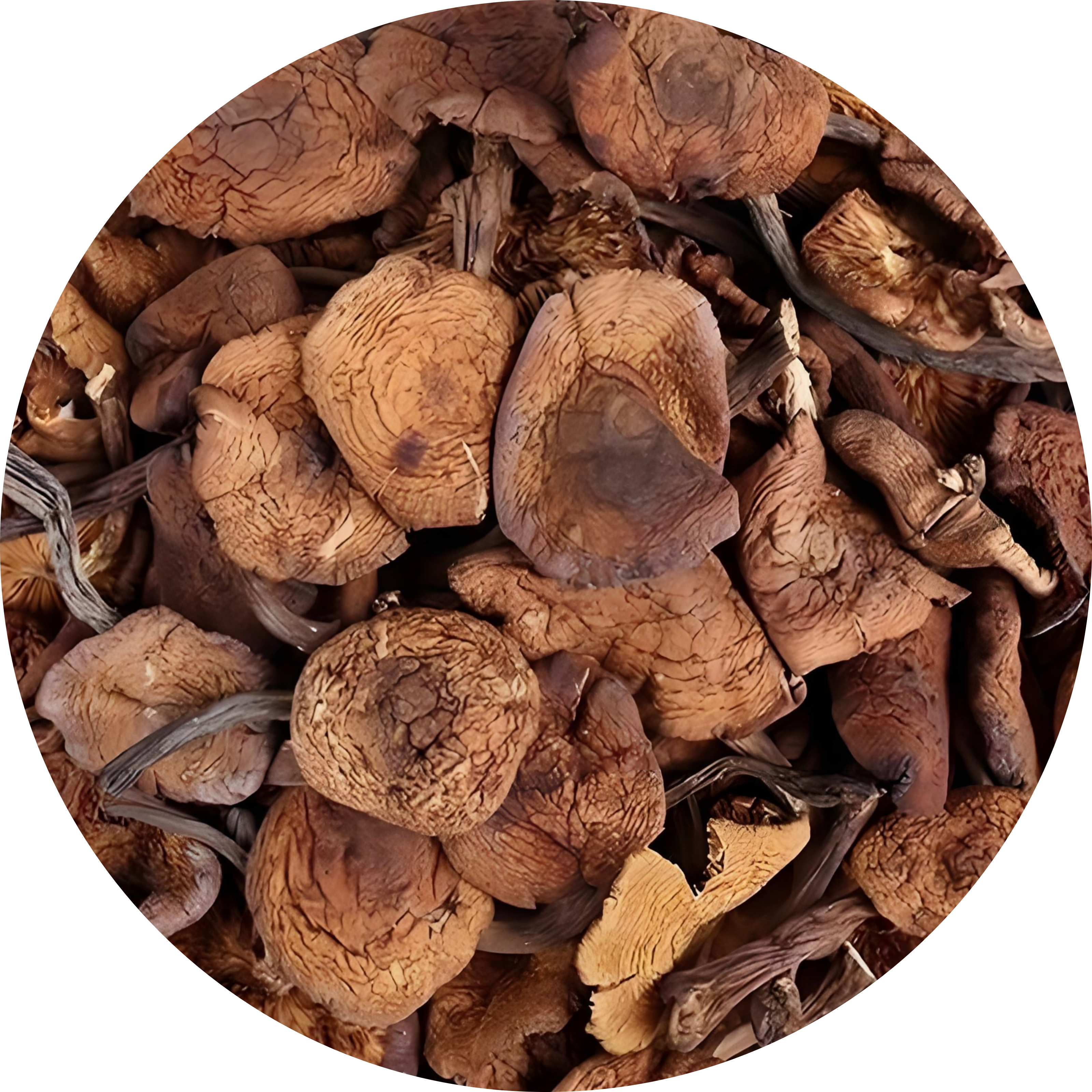 Hazel Mushroom Whole Slices Powder