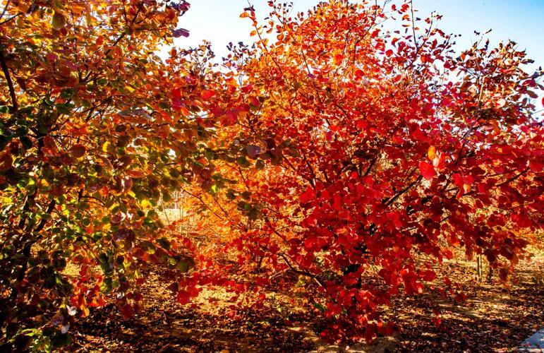Fisetin wild Cotinus coggygria Scop. Extract 98%
