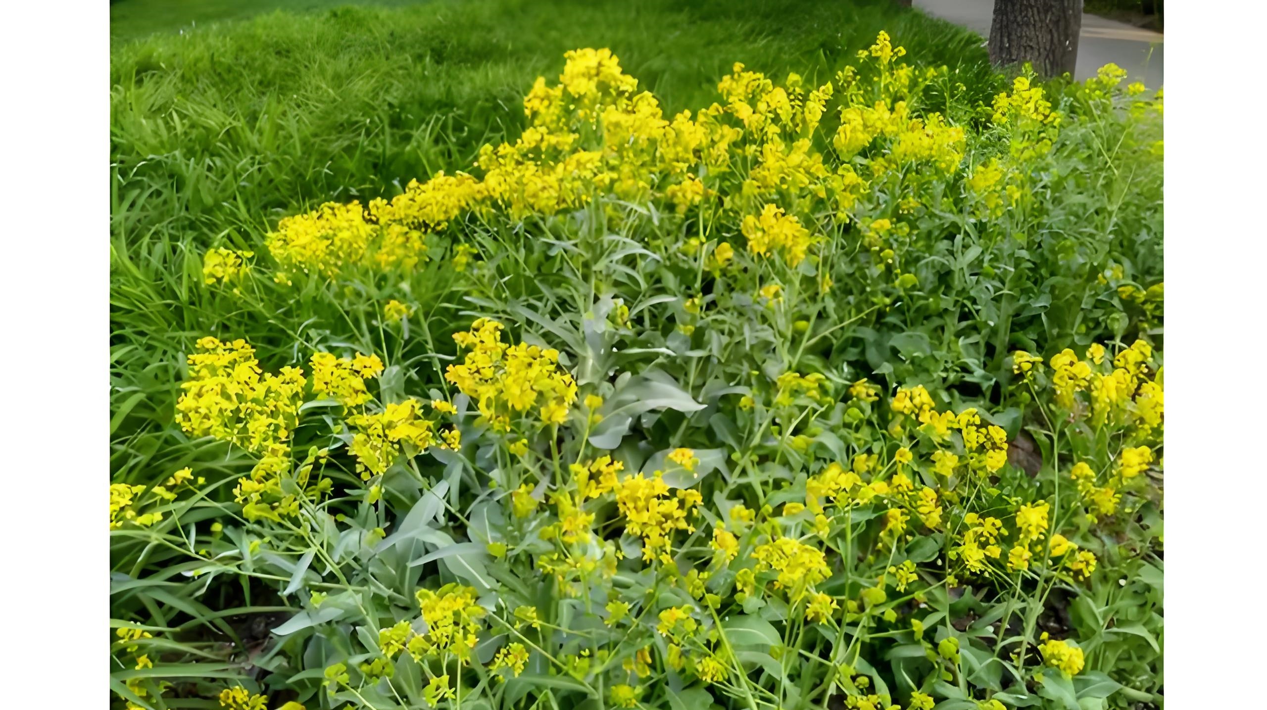 Isatis Root Cuts Powder