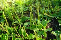 Plantago Asiatica Cut Crushed Tea TBC Plantain herb