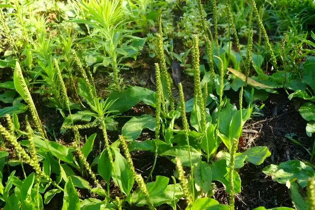 Plantago Asiatica Cut Crushed Tea TBC Plantain herb