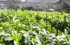 Polygonatum Sibiricum Cut Powder Polygonatum sibiricum Delarb ex Redoute