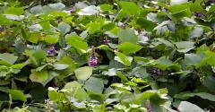 Pueraria Lobata Root Slices & Powder