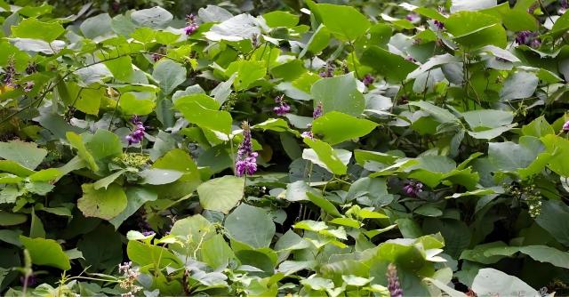 Pueraria Lobata Root Slices & Powder