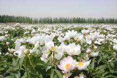 Red Peony Root Cut (Radix Paeoniae Rubra) Powder